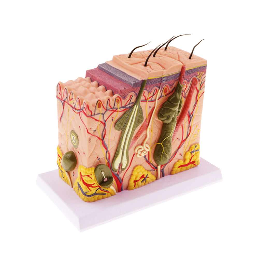 Modelo de Anatomía de la Piel